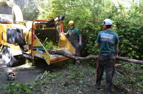 tree services Versailles